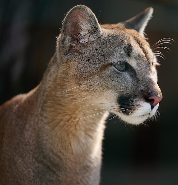 Portrait d'une cougar femelle adulte un jour de printemps