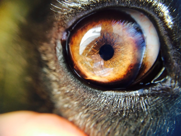 Portrait coupé d'un œil de chien