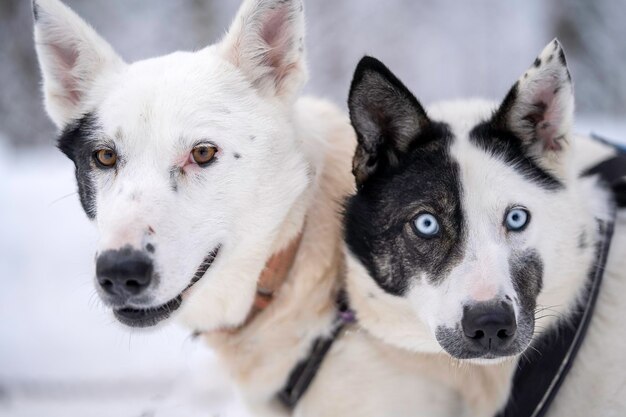 Portrait d'un couple de chiens avec leurs visages en taches de noir et blanc