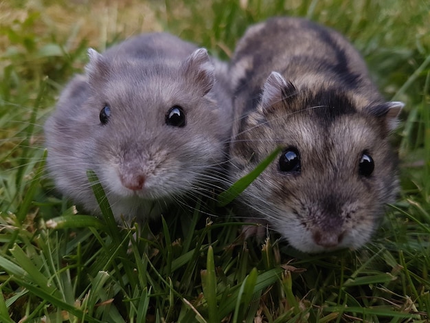 Photo portrait d'un couple de hamsters