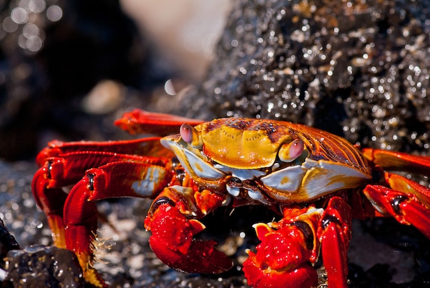 Portrait de crabe rouge, îles Galapagos, Équateur.