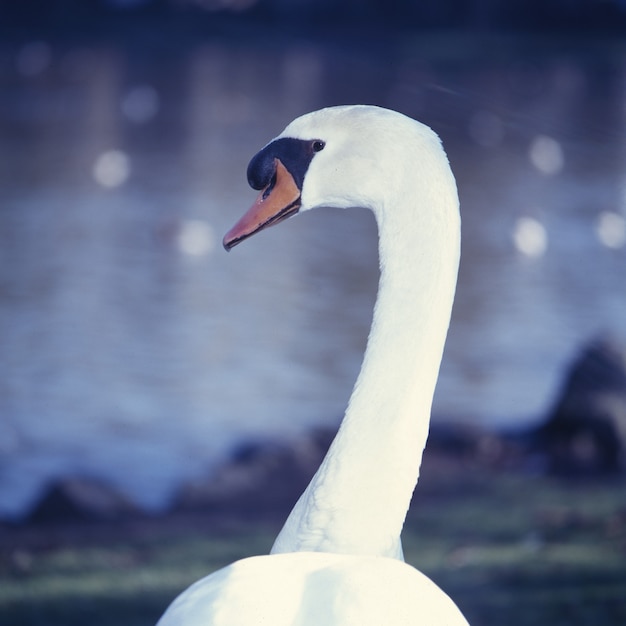 Portrait d'un cygne blanc au bord d'un lac