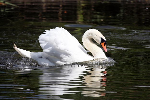 Portrait d'un cygne blanc