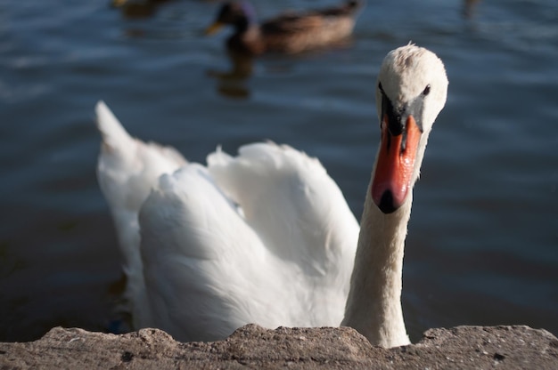 portrait de cygne blanc