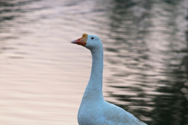 portrait cygne oie oiseau au bord du lac