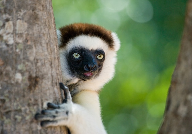 Photo portrait de danse sifaka reste sur l'arbre