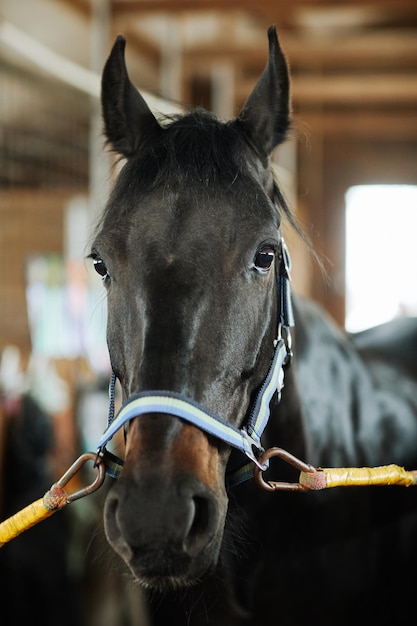 Portrait de Dark Horse dans les écuries