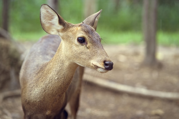 Portrait debout jeune cerf en forêt