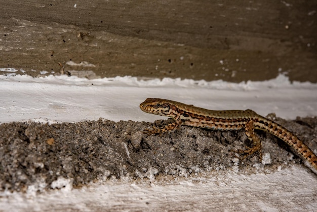 Portrait en détail du lézard européen