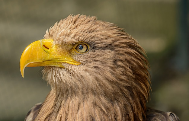 Portrait détaillé de l'aigle de mer, au zoo