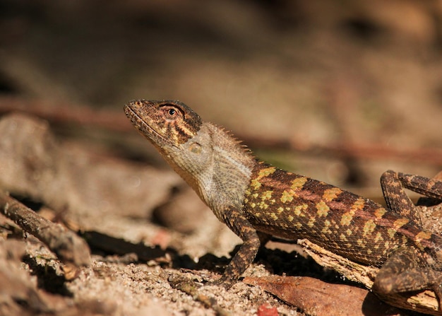 Photo portrait détaillé de l'œil d'un lézard de jardin