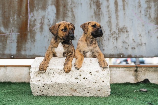 Portrait de deux adorables chiots espagnols Alano se penchant ensemble sur une pierre