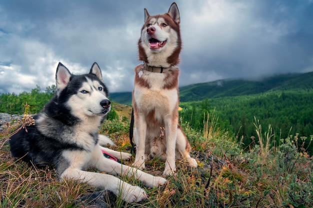 Portrait de deux beaux chiens husky sur la promenade Husky sibérien sur fond de forêt de montagne