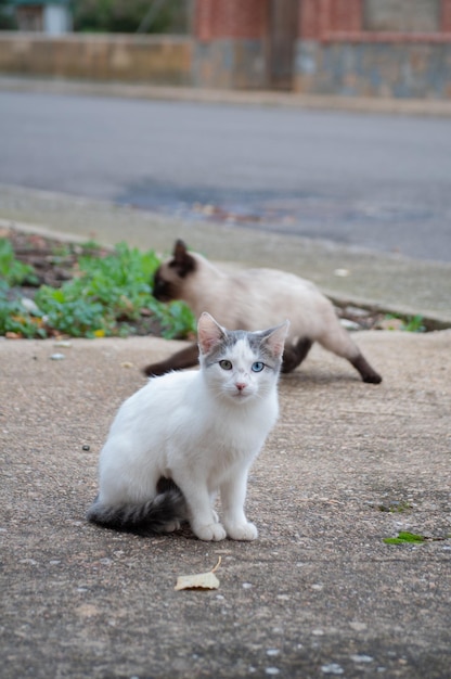 Portrait de deux chatons à l'extérieur