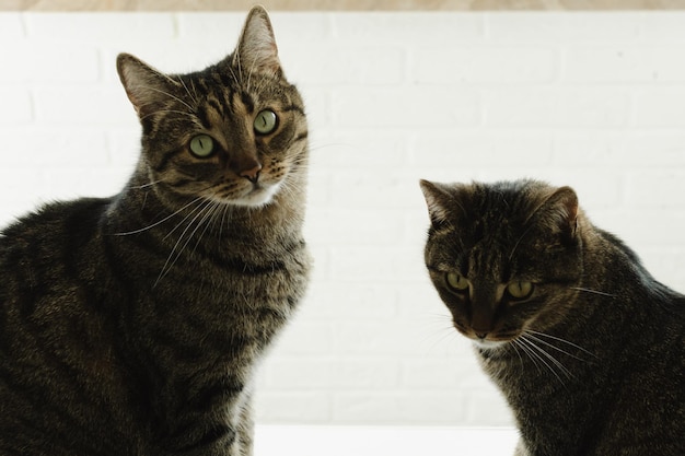 Portrait de deux chats avec de beaux yeux sur un fond blanc