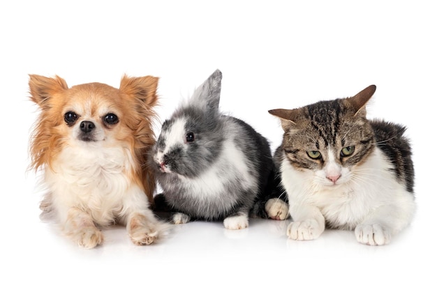 Photo portrait de deux chats sur fond blanc