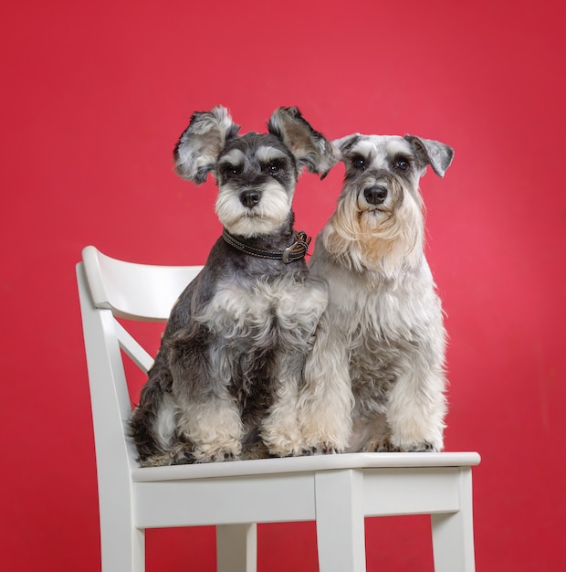 Portrait de deux chiens schnauzer miniature sur chaise blanche en studio