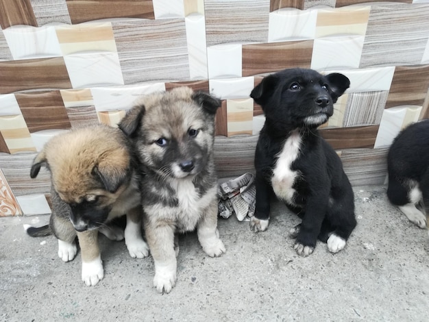 Photo portrait de deux chiens