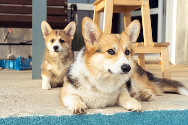 Portrait de deux familles de corgis pembroke gallois allongé sur un sol en béton près de la maison regardant la caméra