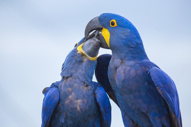 Photo portrait de deux grands perroquets bleus embrassant des aras jacinthe