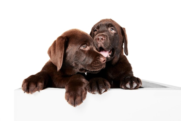 Portrait de deux mignons chiots labrador chiens jouant ensemble isolés sur fond de studio blanc