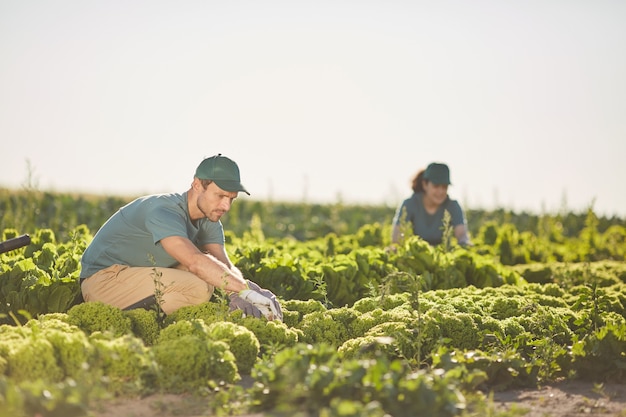 Portrait de deux personnes rassemblant la récolte tout en travaillant à la plantation de légumes à l'extérieur éclairé par la lumière du soleil, copiez l'espace