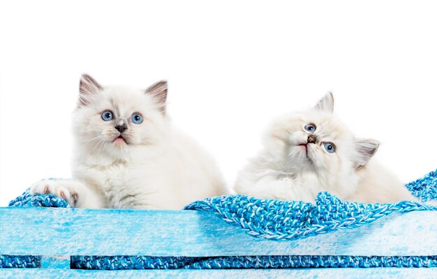 Portrait de deux petits chatons de chats Ragdoll sur une couverture bleue regardant la caméra fond blanc