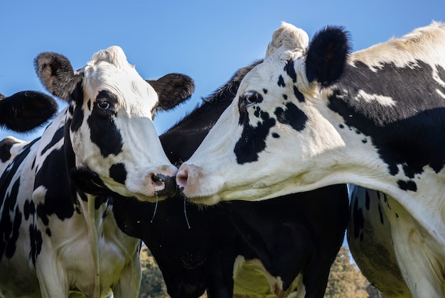 Portrait de deux vaches face à face