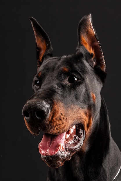 Portrait de Doberman pinscher