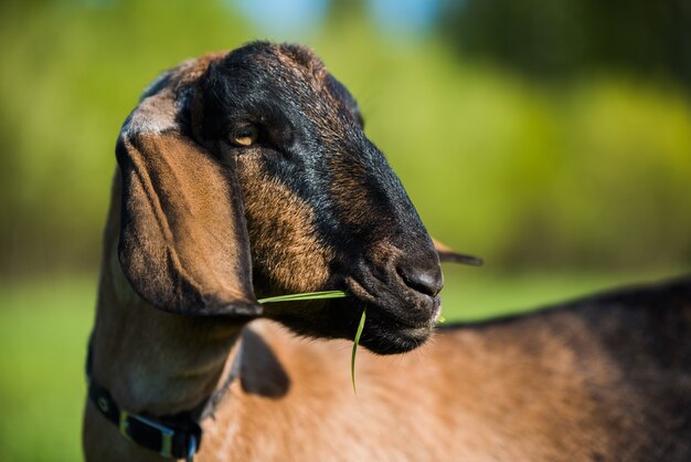 Portrait de doeling de chèvre boer sud-africain sur la nature