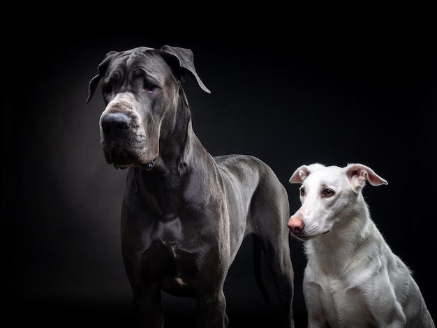 Portrait d'un Dogue Allemand et d'un chien blanc sur un fond noir isolé Tourné en studio dans une touche sombre