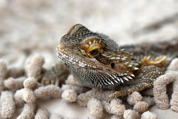 Portrait d'un dragon barbu