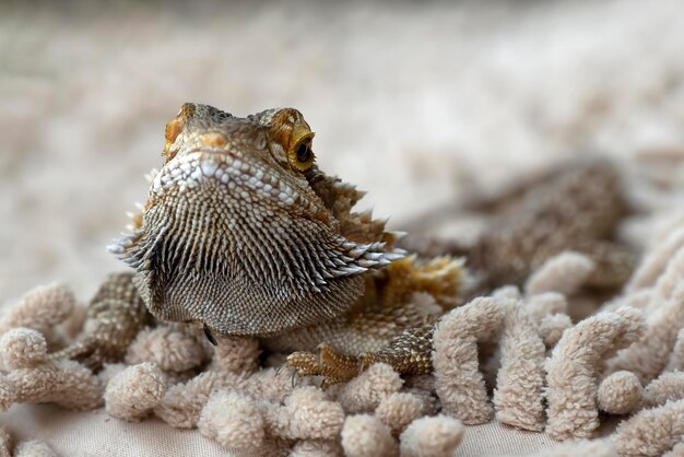 Photo portrait d'un dragon barbu