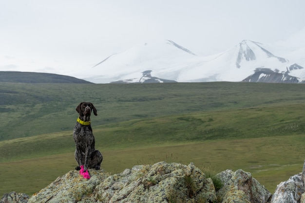 Portrait D'un Drathaar Allemand Contre Un Paysage De Montagne