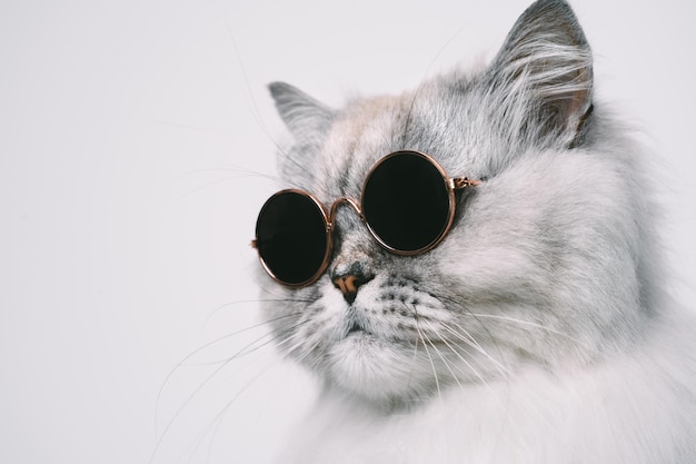 Portrait d'un drôle de chat gris dans des lunettes de soleil Espace de copie