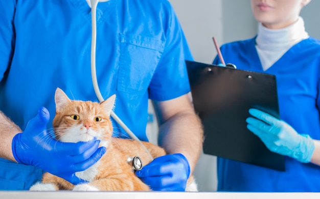 Portrait d'un drôle de chat roux sur la table dans la salle d'opération. Concept de médecine vétérinaire