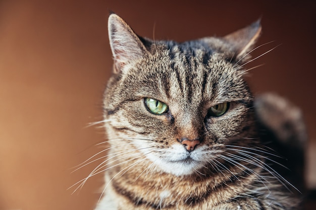 Portrait drôle chat tigré domestique à poil court arrogant posant sur brun foncé