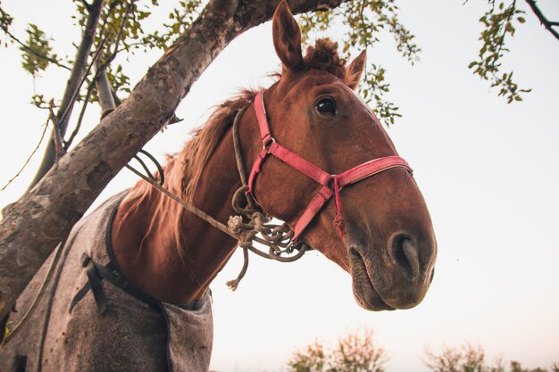 Portrait drôle d'un cheval rouge à côté de l'arbre.