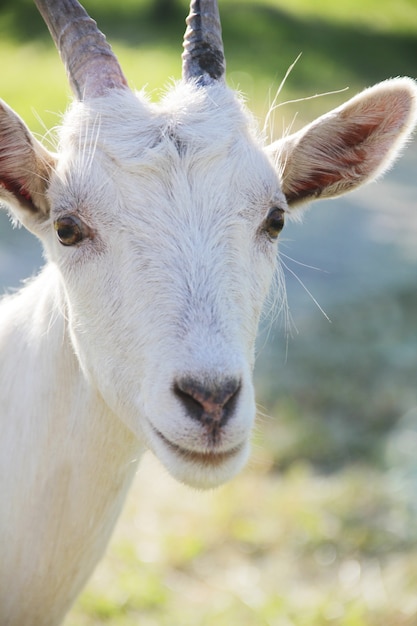 Portrait drôle de chèvre blanche