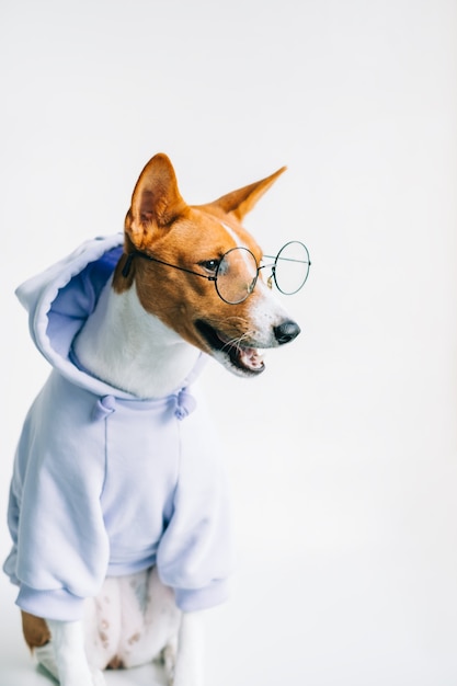 Portrait de drôle de chien basenji blanc rouge en lunettes et sweat à capuche.