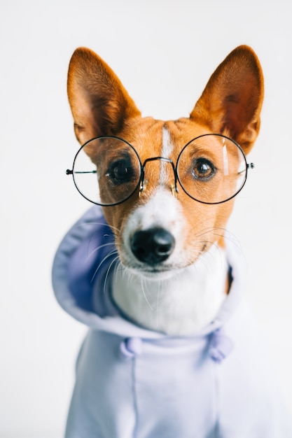 Portrait de drôle de chien basenji blanc rouge en lunettes et sweat à capuche.