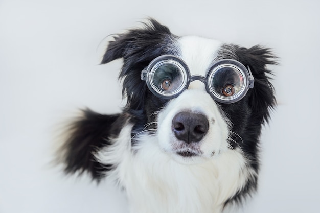 Portrait drôle de chien chiot border collie dans des lunettes comiques isolé sur fond blanc.