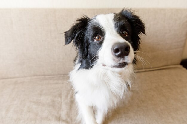 Portrait drôle de chien chiot mignon border collie sur canapé à la maison à l'intérieur