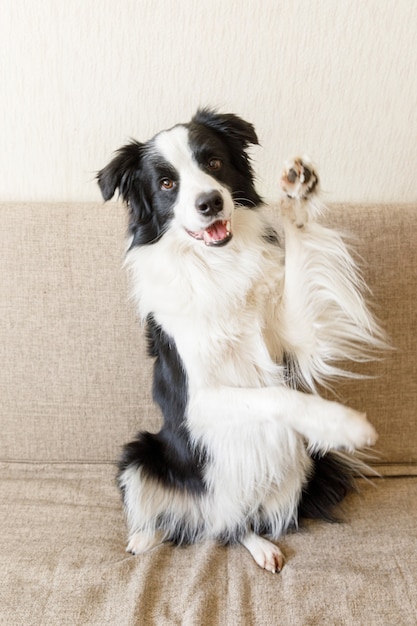 Portrait drôle de chien chiot mignon border collie sur canapé