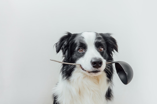 Portrait drôle de chien chiot mignon border collie tenant la cuillère de cuisine louche dans la bouche isolé sur fond blanc.