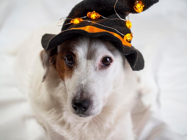 Portrait drôle d'un chien dans un drôle de chapeau vacances d'Halloween
