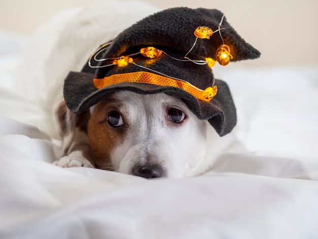 Portrait drôle d'un chien dans un drôle de chapeau vacances d'Halloween