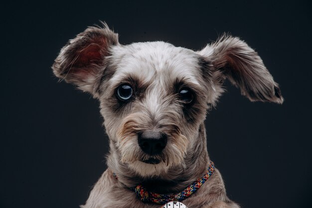 Portrait d'un drôle de chien gris aux yeux multicolores