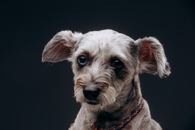 Portrait d'un drôle de chien gris aux yeux multicolores