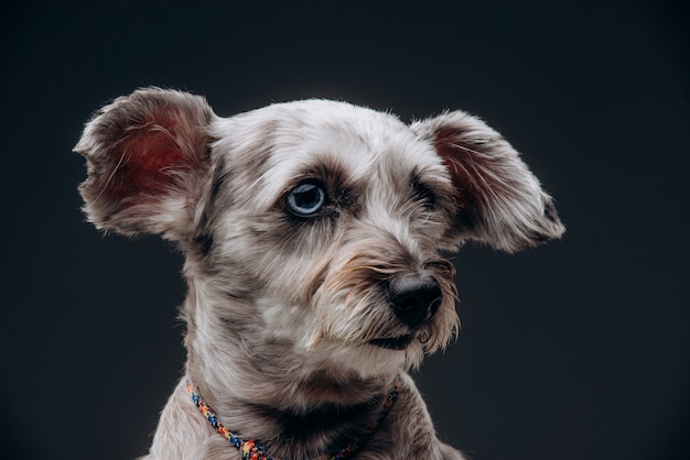 Portrait d'un drôle de chien gris aux yeux multicolores